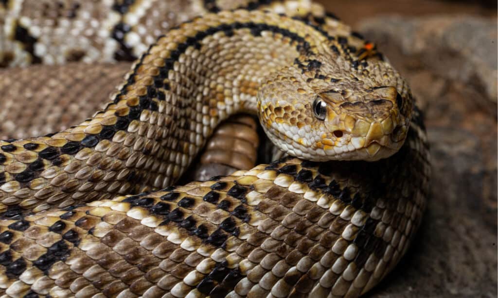 Serpente a sonagli da vicino