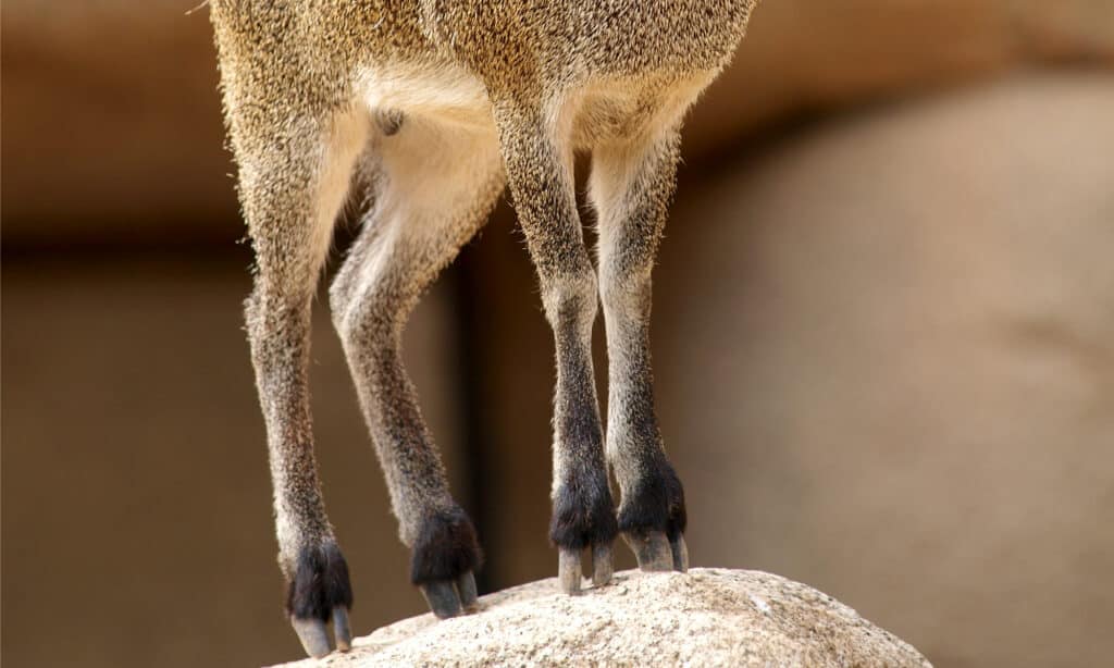Primo piano degli zoccoli klipspringer