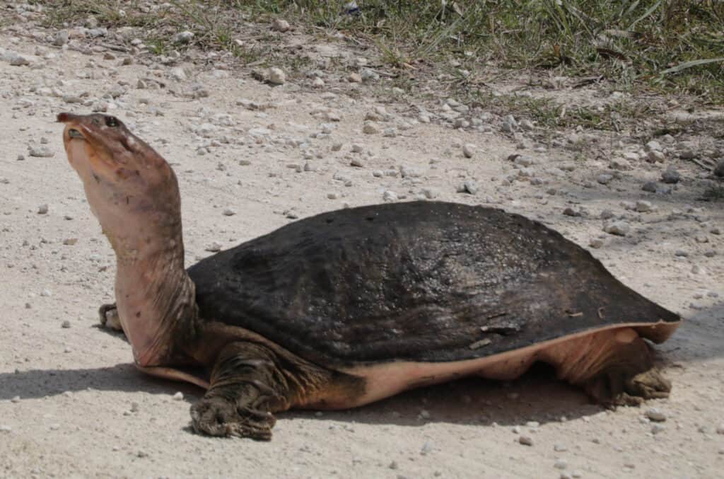 Una tartaruga dal guscio molle spinosa su una spiaggia con il collo disteso che si guarda intorno
