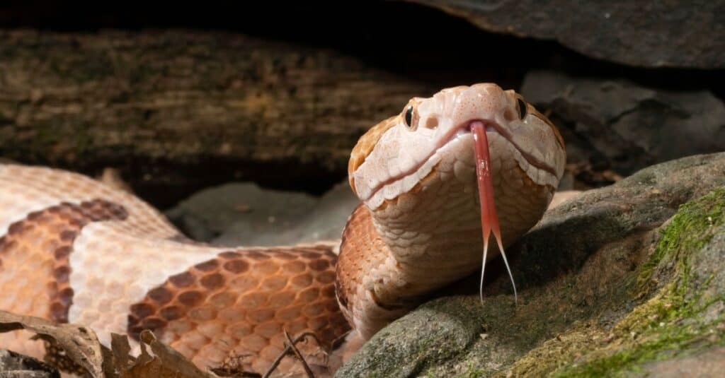 Serpenti che sembrano teste di rame