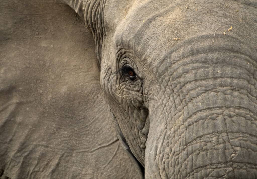 elefante