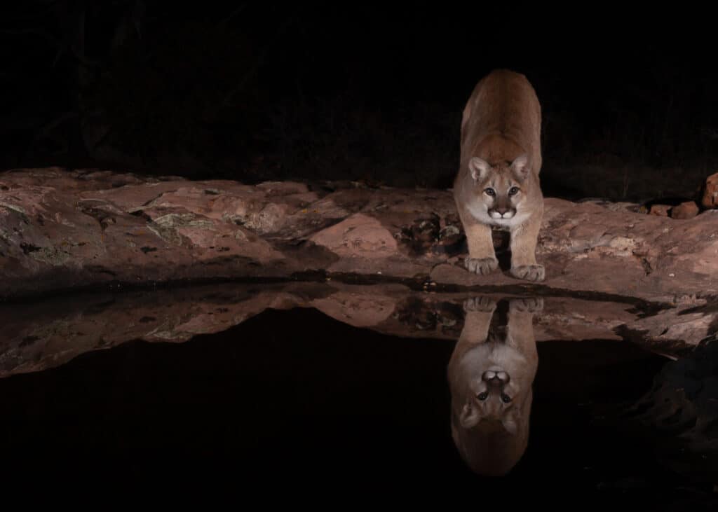 Riflessione del leone di montagna