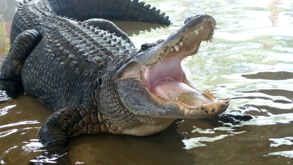 alligatore