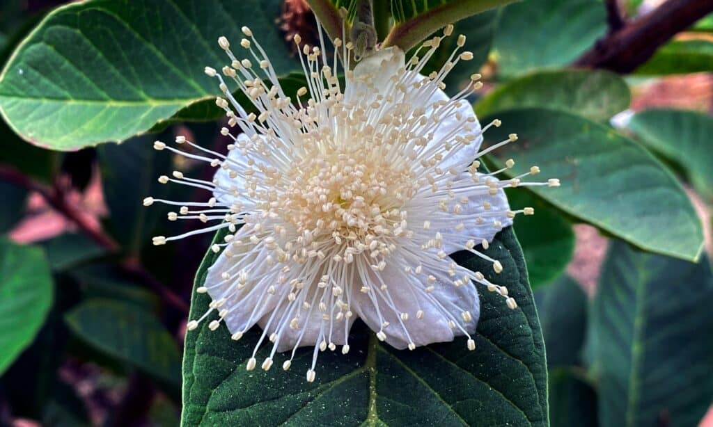 Guaiava contro Guaiava