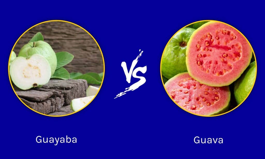 Guaiava contro Guaiava