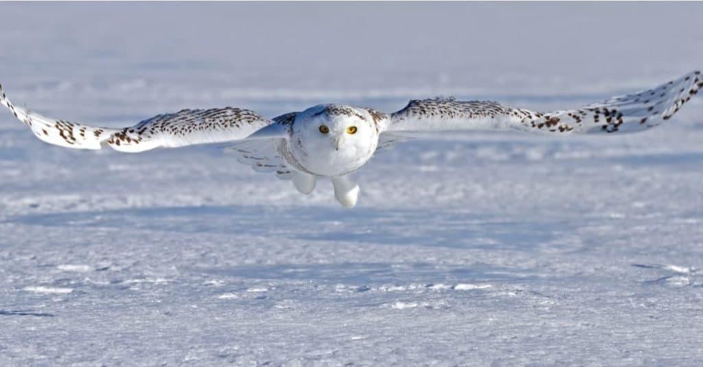 Civetta delle nevi (Bubo scandiacus) che vola basso e caccia su un campo coperto di neve a Ottawa, Canada