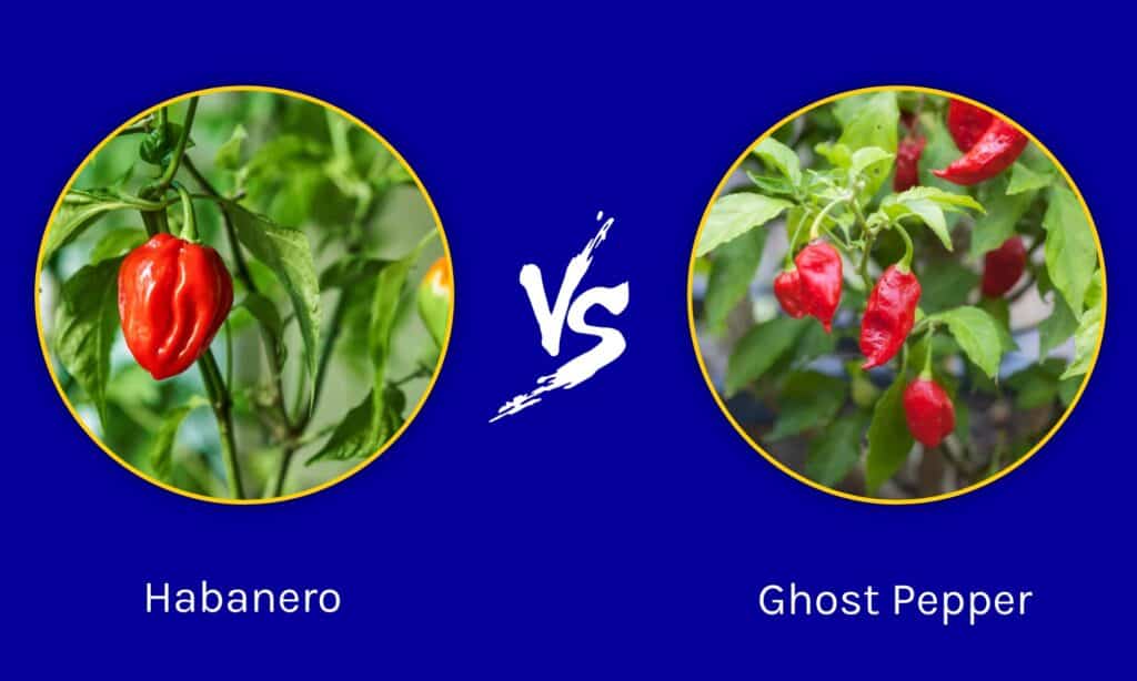 Habanero contro Ghost Pepper