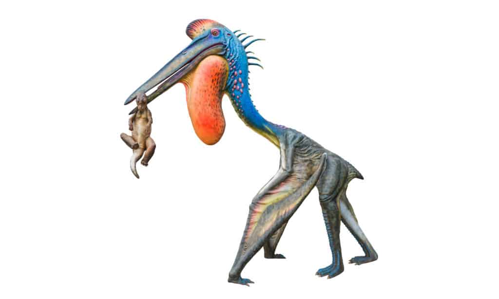 Hatzegopteryx