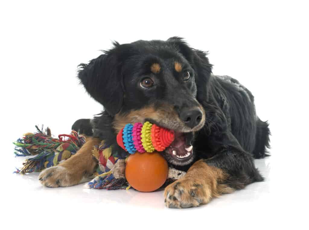 Cane Havowart