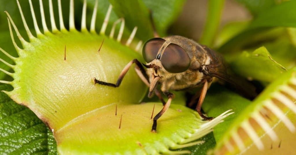 Piante carnivore: Venus Flytrap