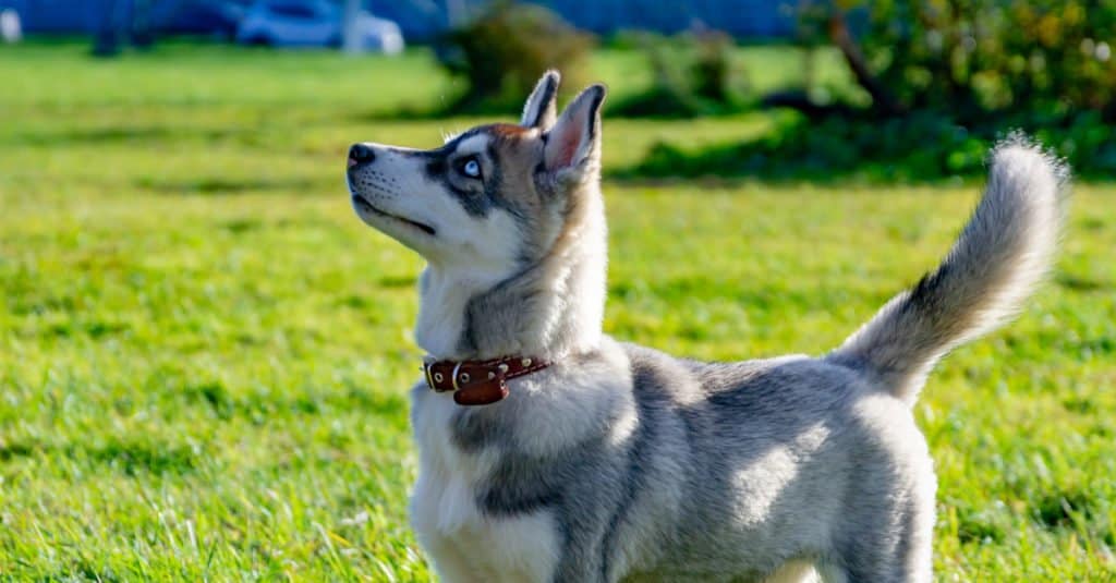 Profilo laterale Husky in miniatura