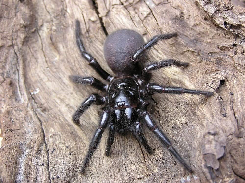 Sydney Funnel Web Spider sul tronco dell'albero