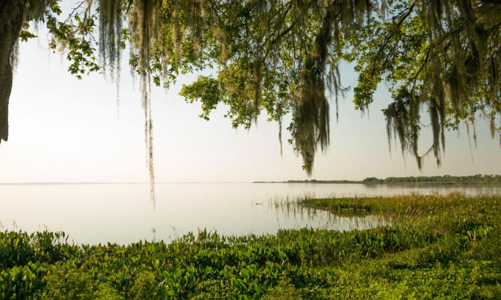 Lago Apopka