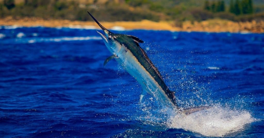 Animale marino più veloce: Black Marlin