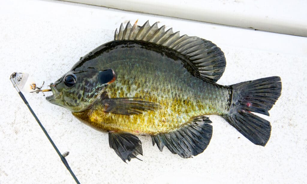Redear Sunfish