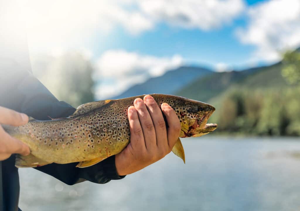 Trota nel Montana