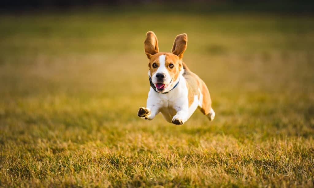 Cane Beagle