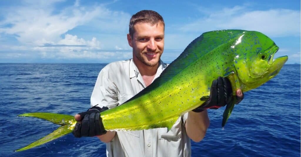 Animali acquatici più veloci