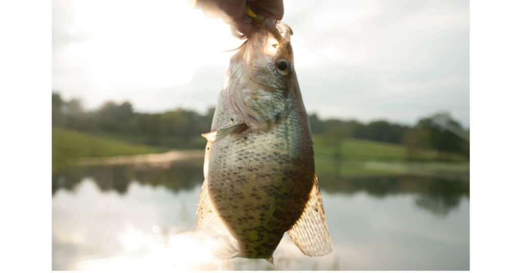 Crappie sostenuto da un pescatore