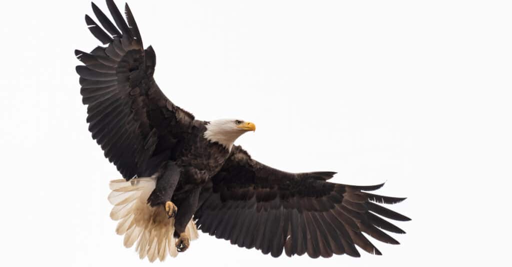 aquila calva isolata