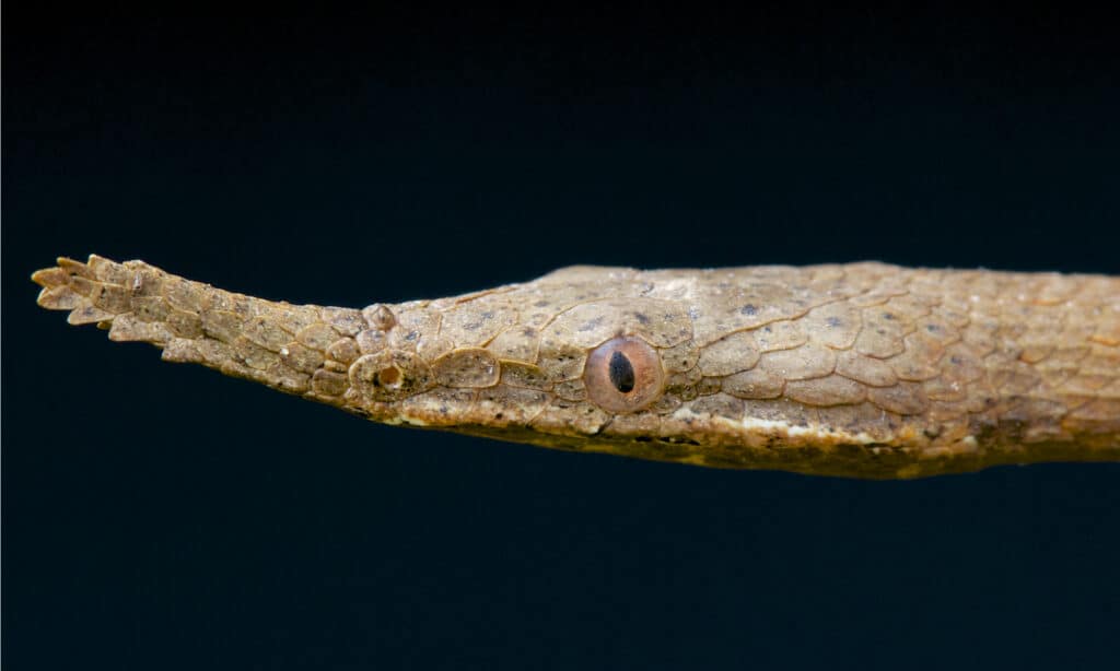 serpente malgascio dal naso a foglia