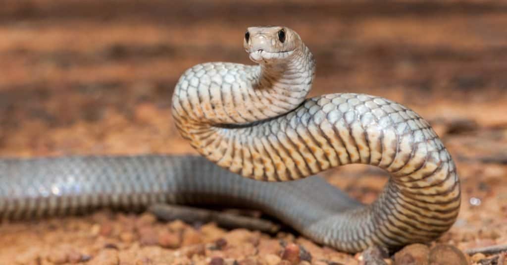 La maggior parte dei serpenti velenosi nel mondo - serpente bruno orientale