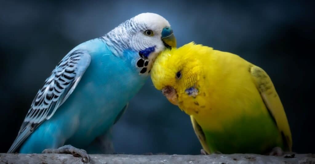 I migliori animali per bambini
