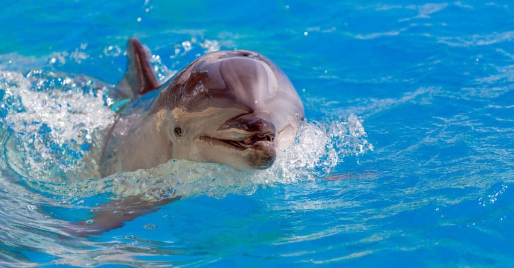 Delfino tursiope che sorride alla macchina fotografica