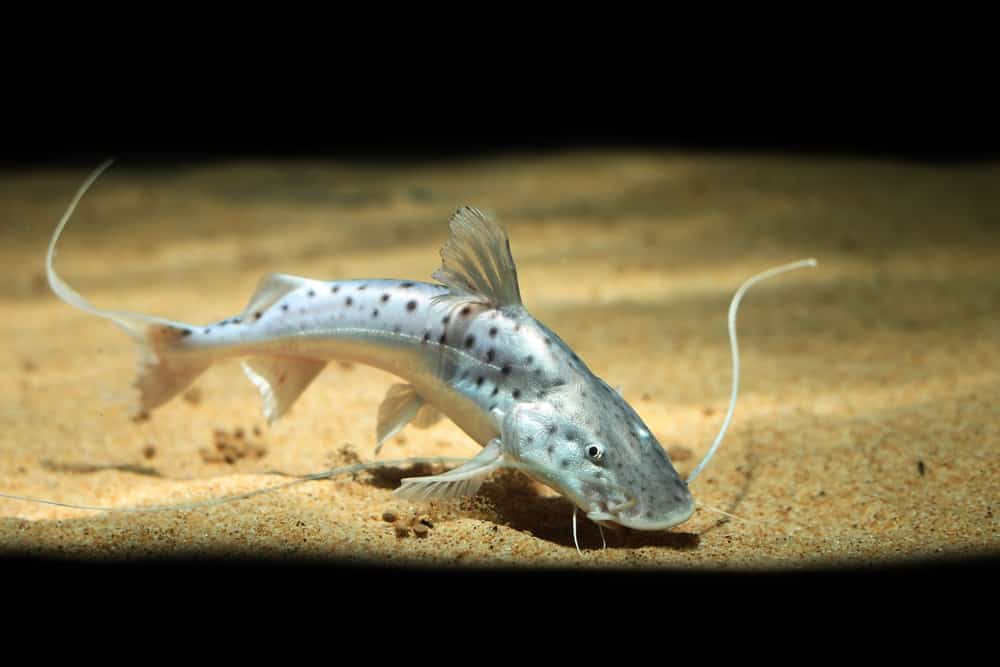 Grande,Piraiba,Pesce Gatto,(brachyplatystoma,Filamentosum),Seaching,Per,Cibo,In,Acquario