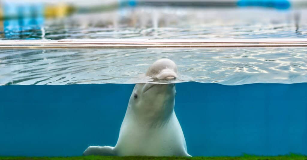 Sono balene mammiferi - balena beluga in cattività