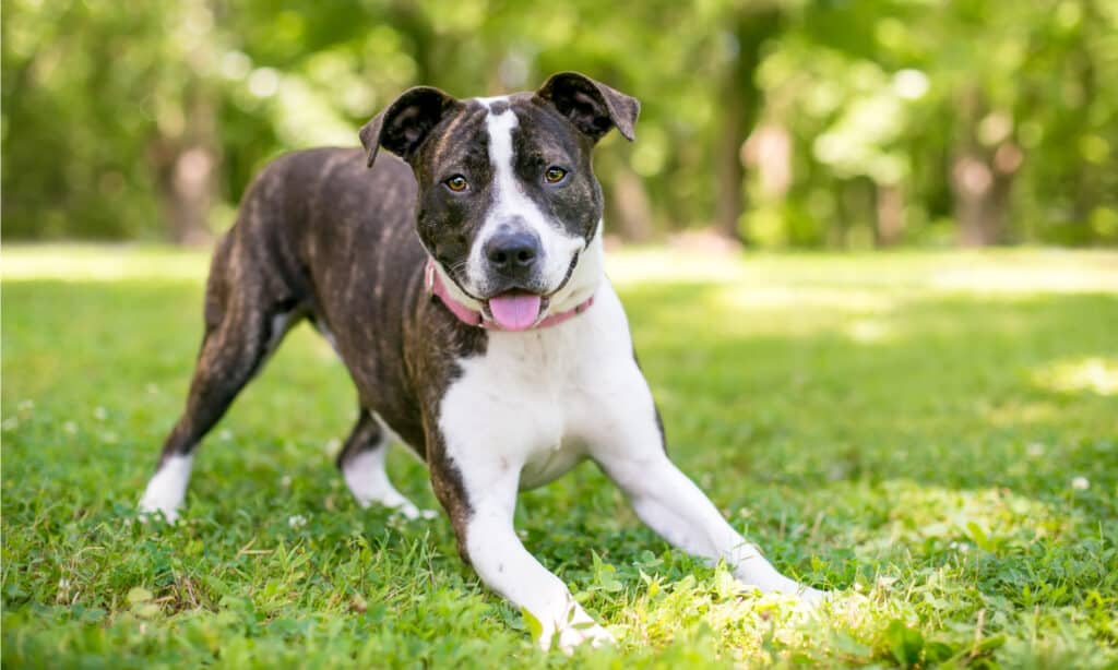 perché i cani hanno il singhiozzo