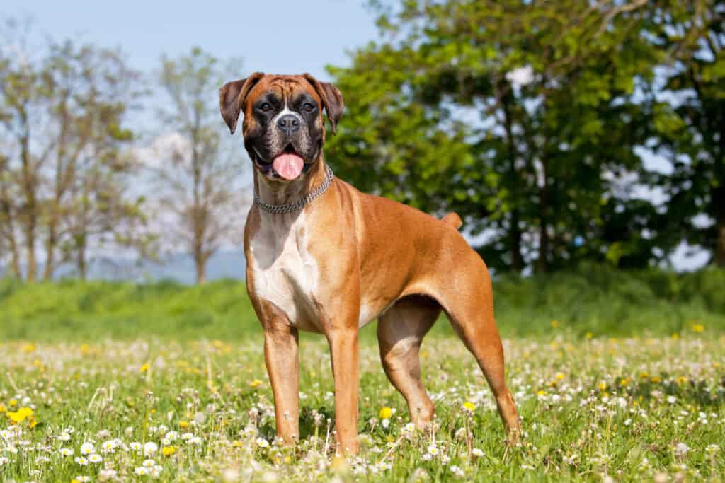 cane boxer