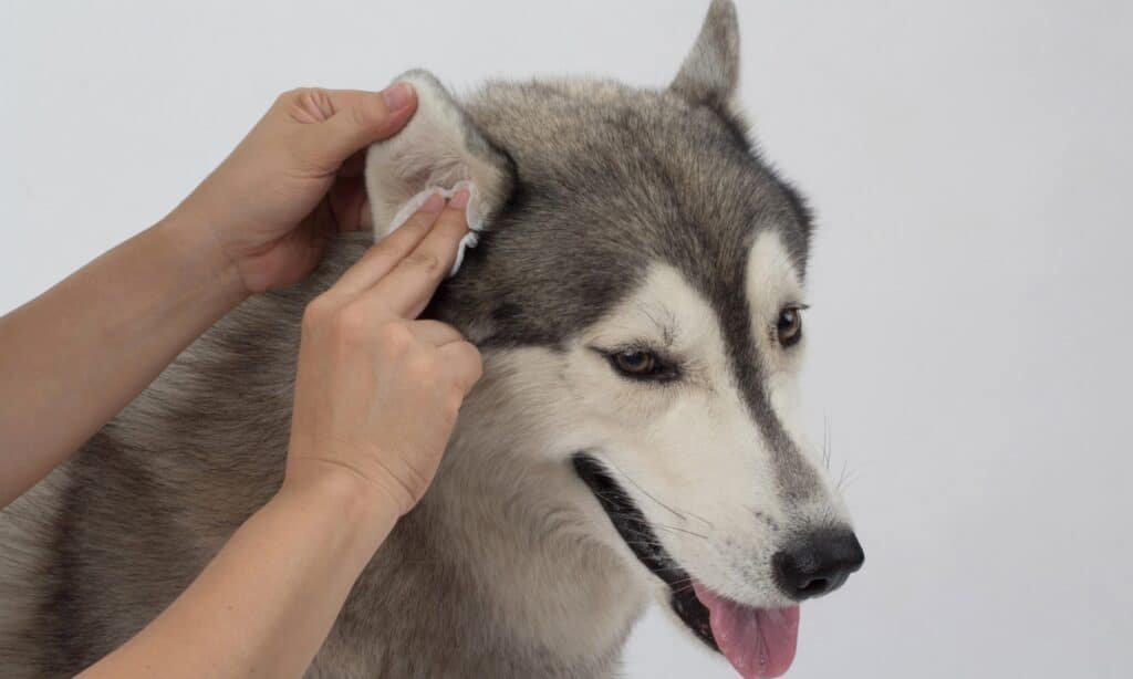 come curare l'infezione all'orecchio di un cane