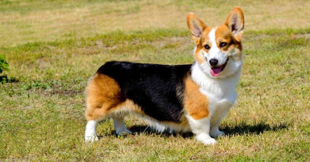 Corgi americano contro Pembroke Welsh Corgi