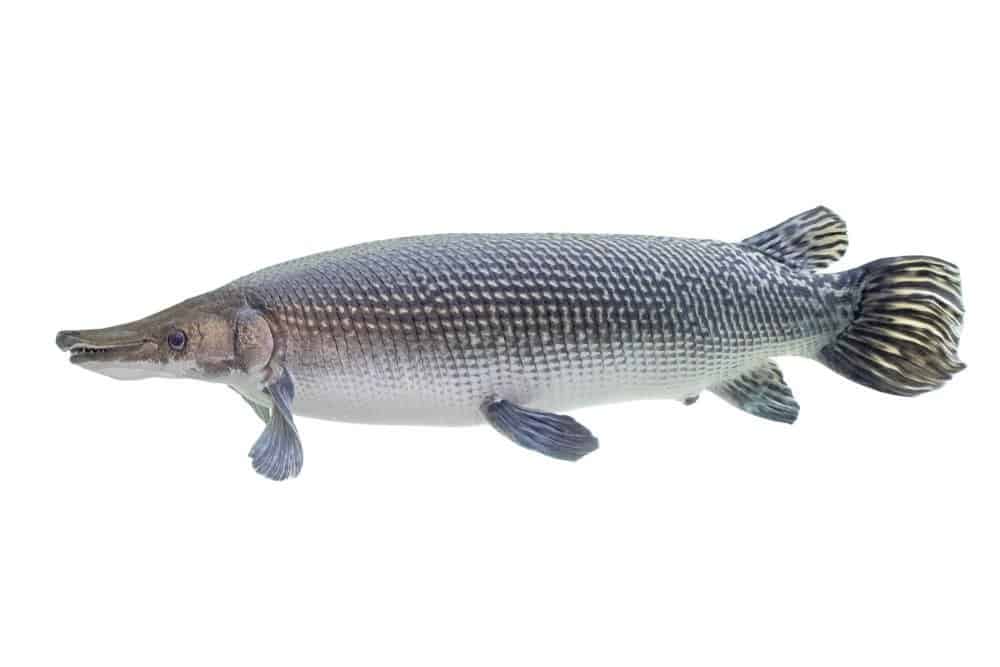 Gar di alligatore su sfondo bianco