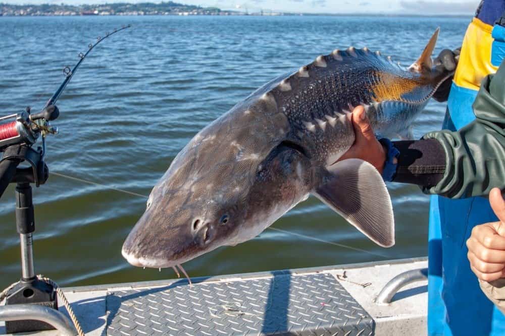 Cosa mangia lo storione?  - Cattura e rilascio per la pesca dello storione bianco