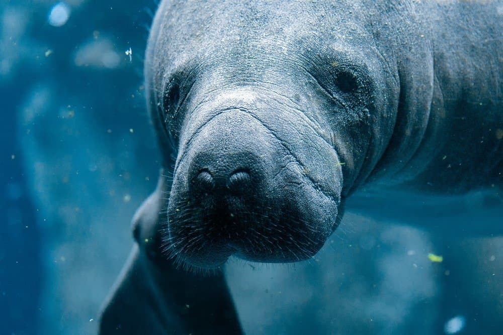 Manatee primo piano ritratto sott'acqua