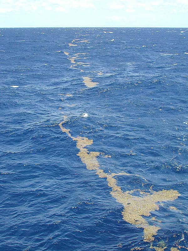 Mar dei Sargassi