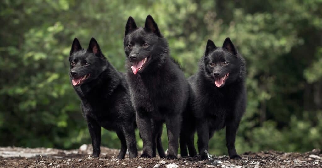 Cani più graziosi / più carini - Cani Schipperke che giocano nel parco.