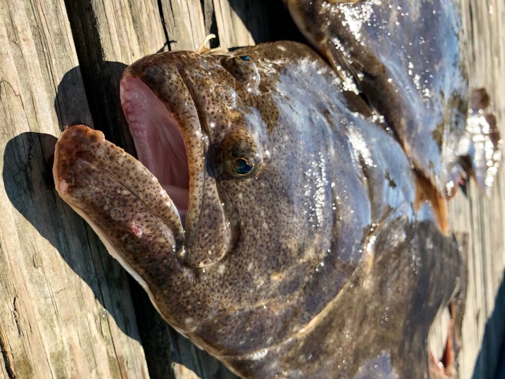 Pesce passera da vicino