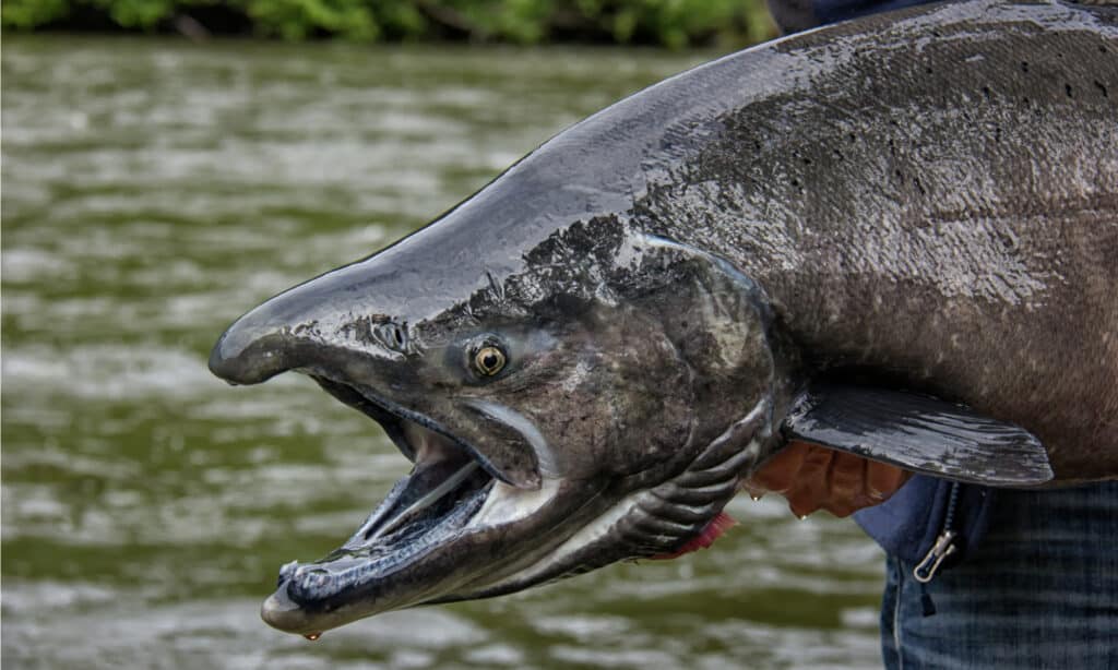 Una striscia nera lungo il bordo gengivale del salmone Chinook dà loro il nome alternativo di boccanera.