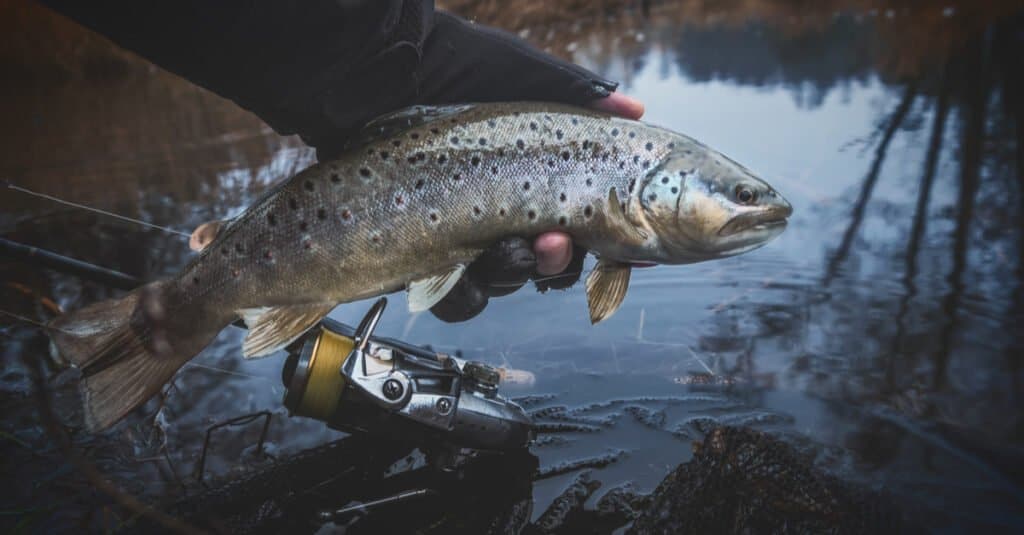 Trota vs Salmone - Trota di fiume 