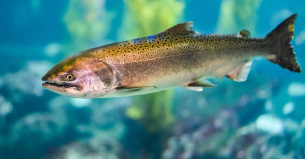 Trota Steelhead che nuota