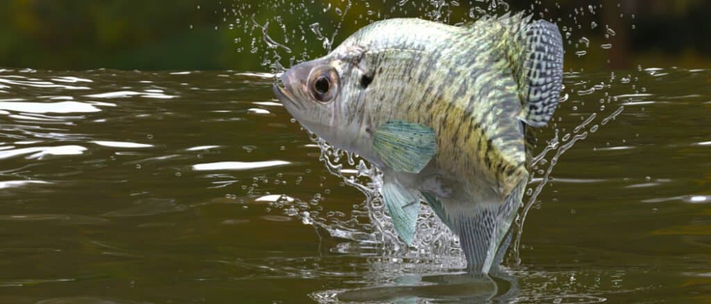Crappie che salta fuori dall'acqua