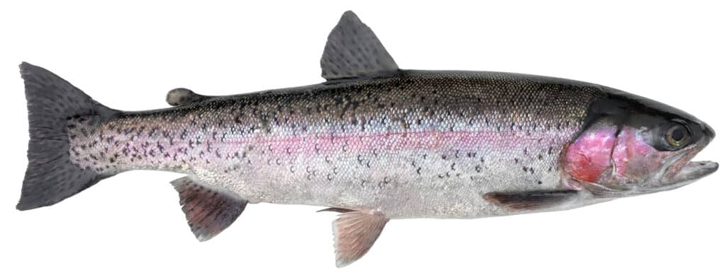 Trota Steelhead su sfondo bianco