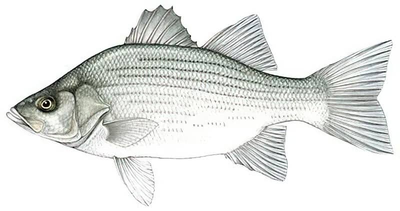 Basso bianco