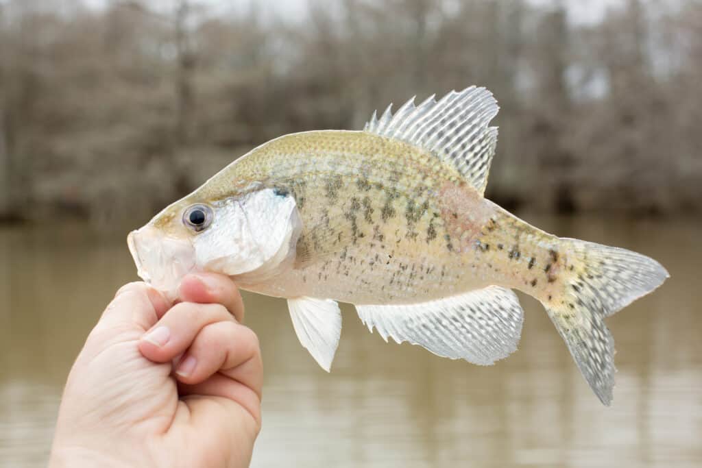 Un crappie bianco catturato