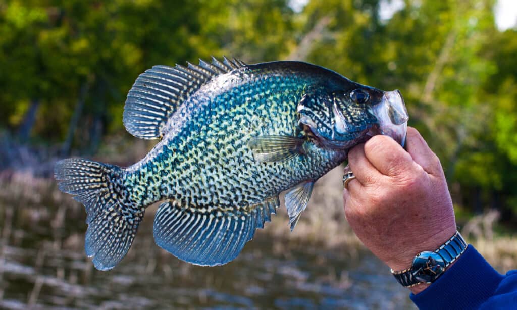 Crappie nero