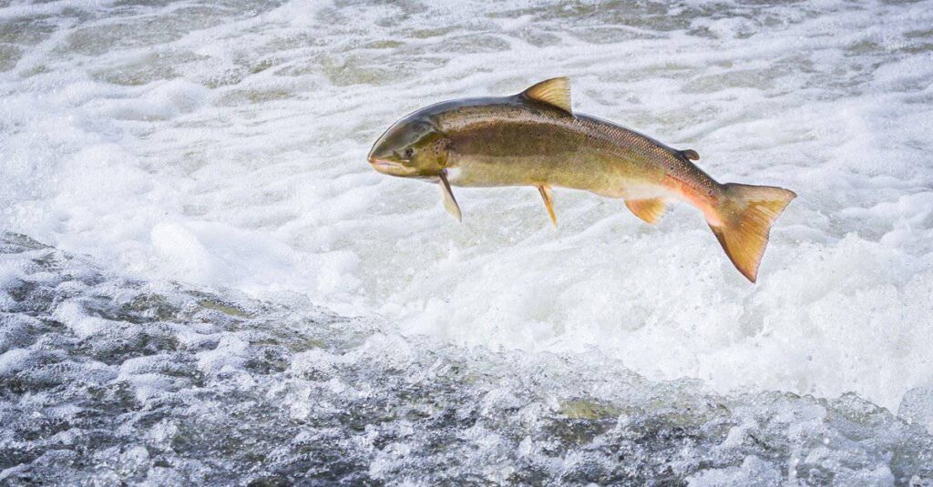 salmone rosso vs salmone atlantico