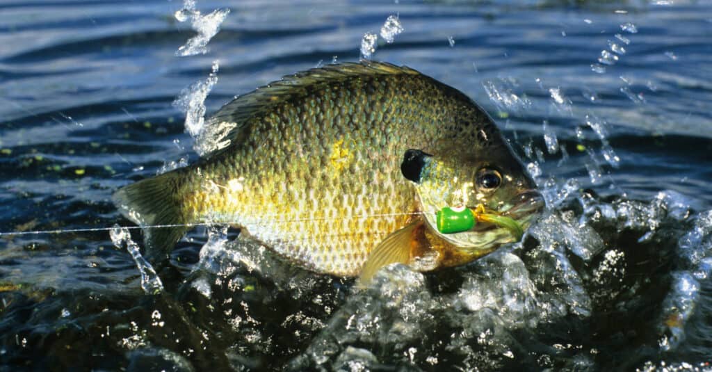 la pesca del persico sole